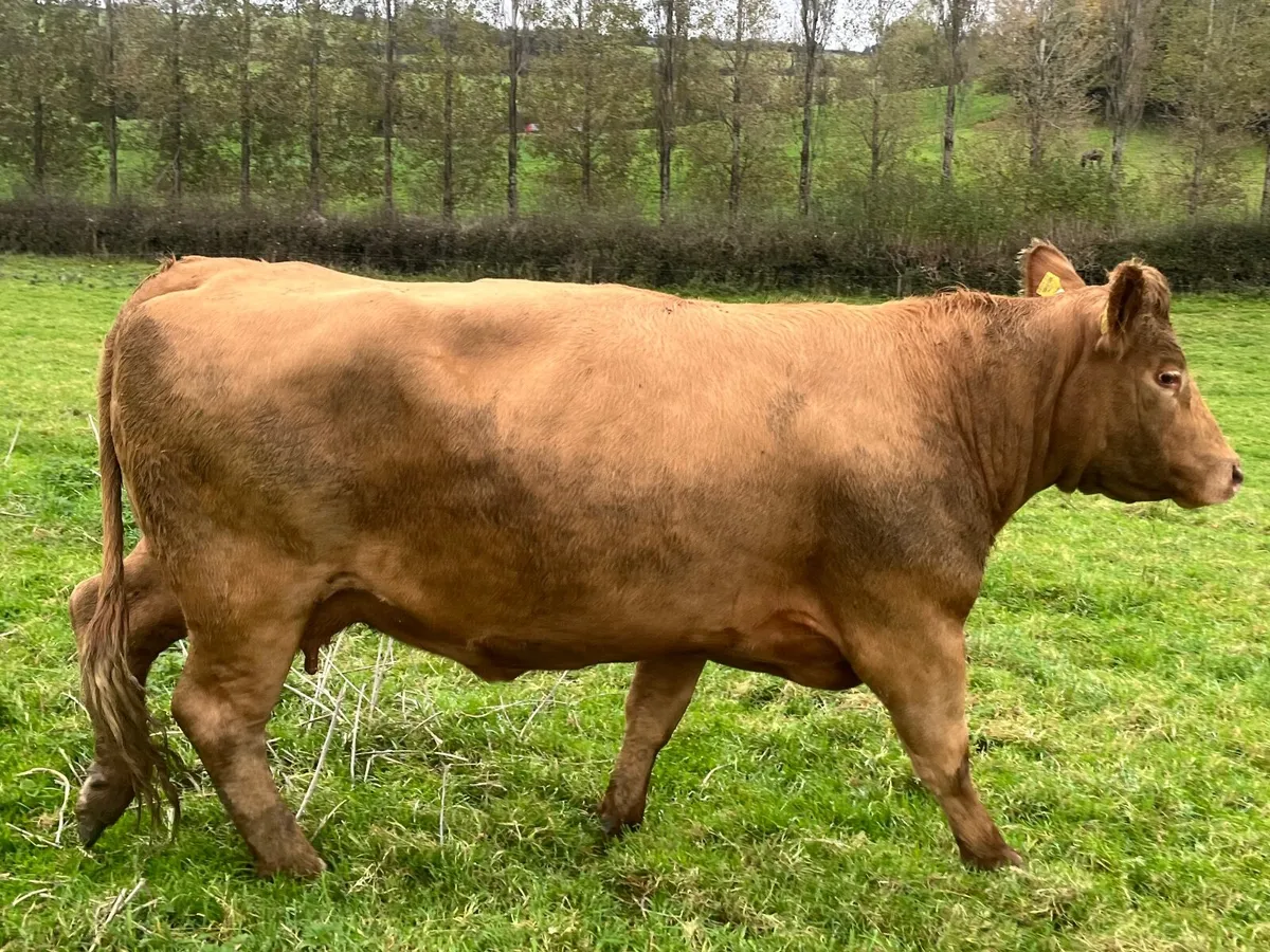 2 Super 5 Star Charlaois incalf cows - Image 2