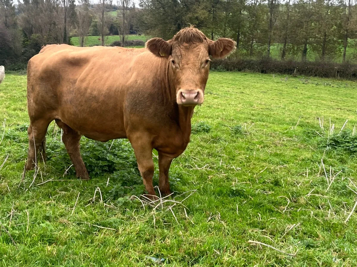 2 Super 5 Star Charlaois incalf cows - Image 3