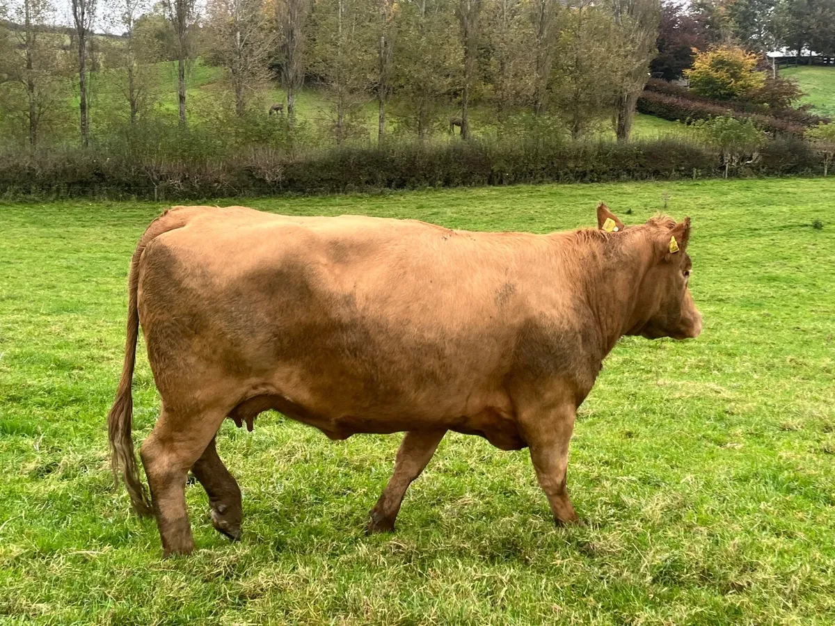 2 Super 5 Star Charlaois incalf cows - Image 4