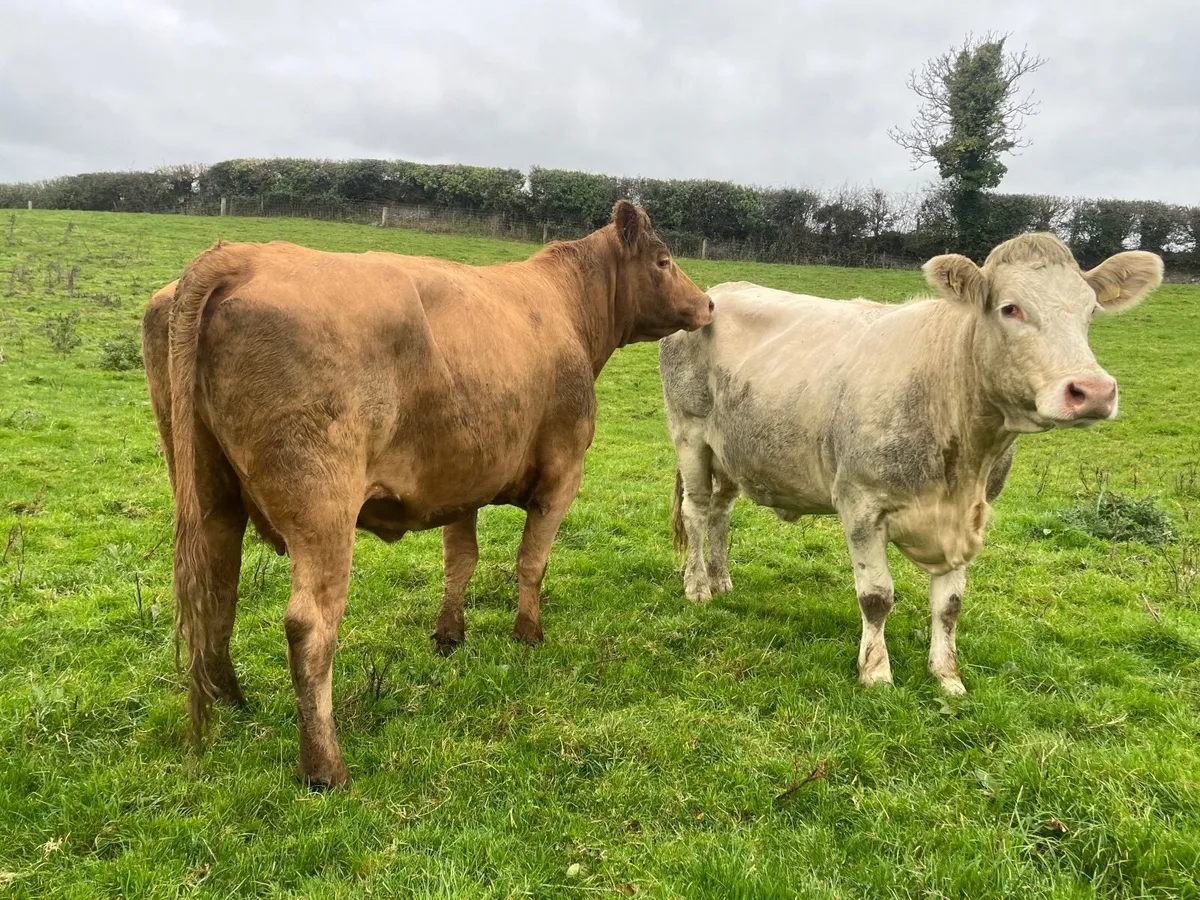 2 Super 5 Star Charlaois incalf cows - Image 1