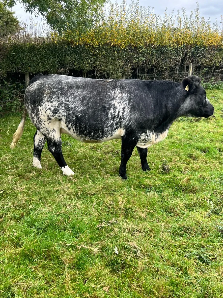 Springers - Image 1