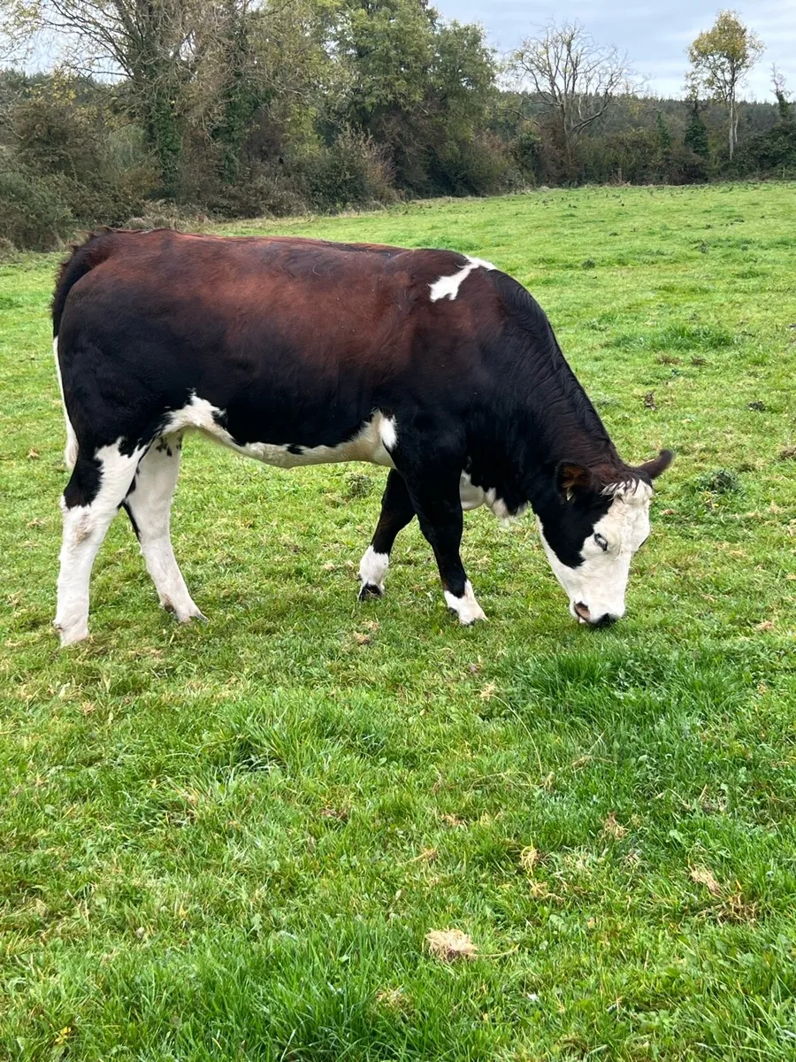 Springers - Image 3