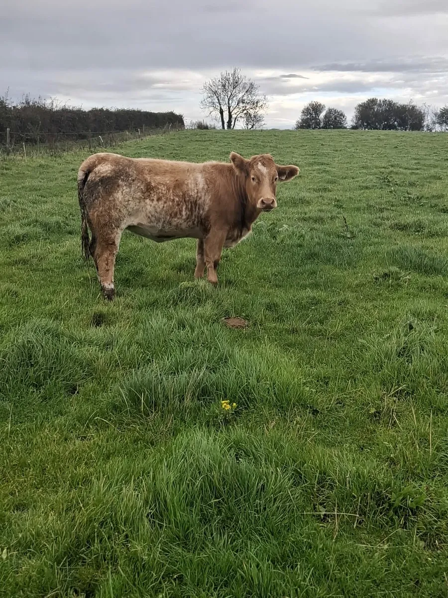 Roan heifer - Image 1