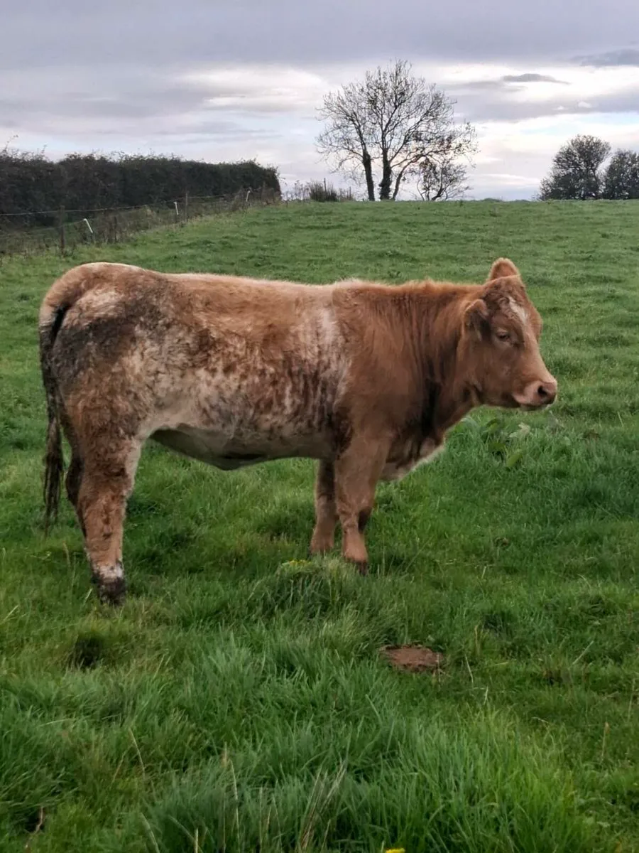 Roan heifer - Image 3