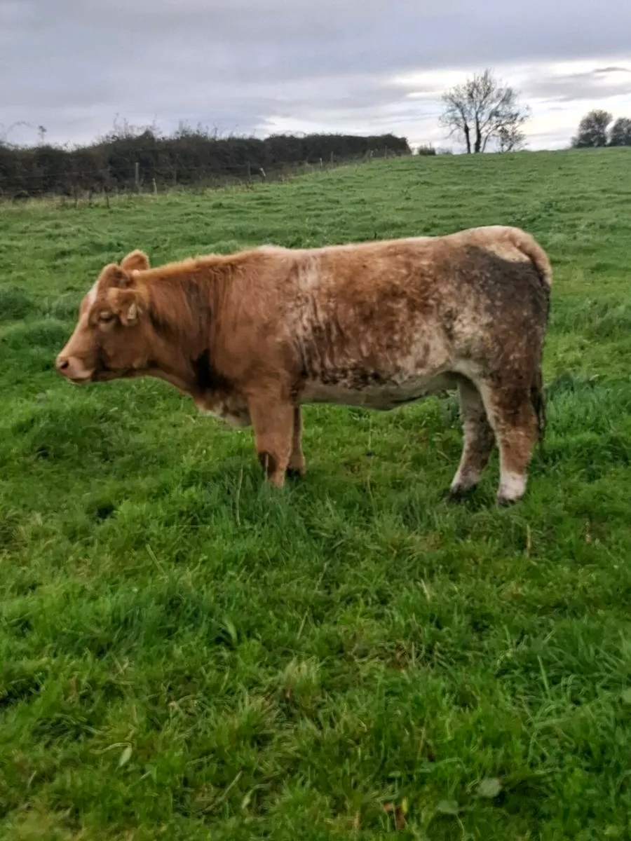 Roan heifer - Image 4
