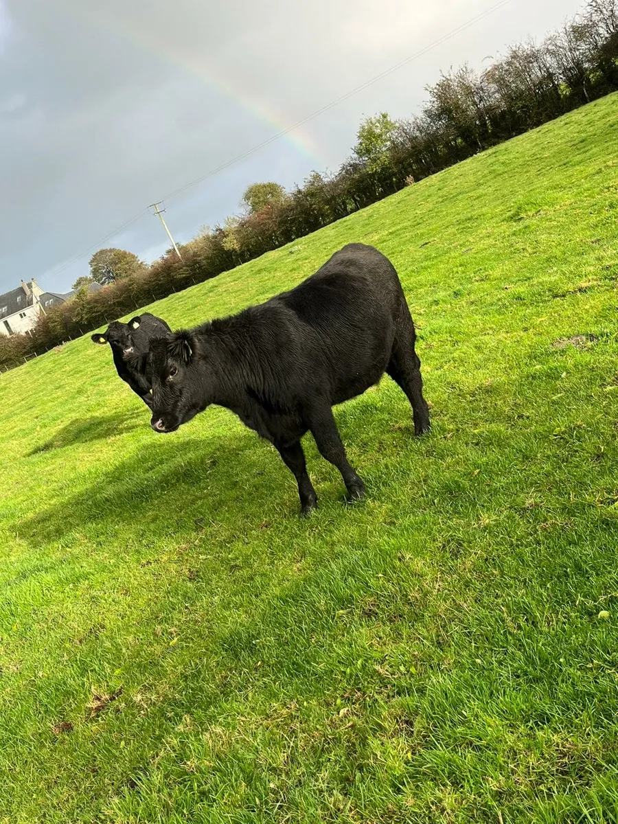 Pedigree angus heifers - Image 2