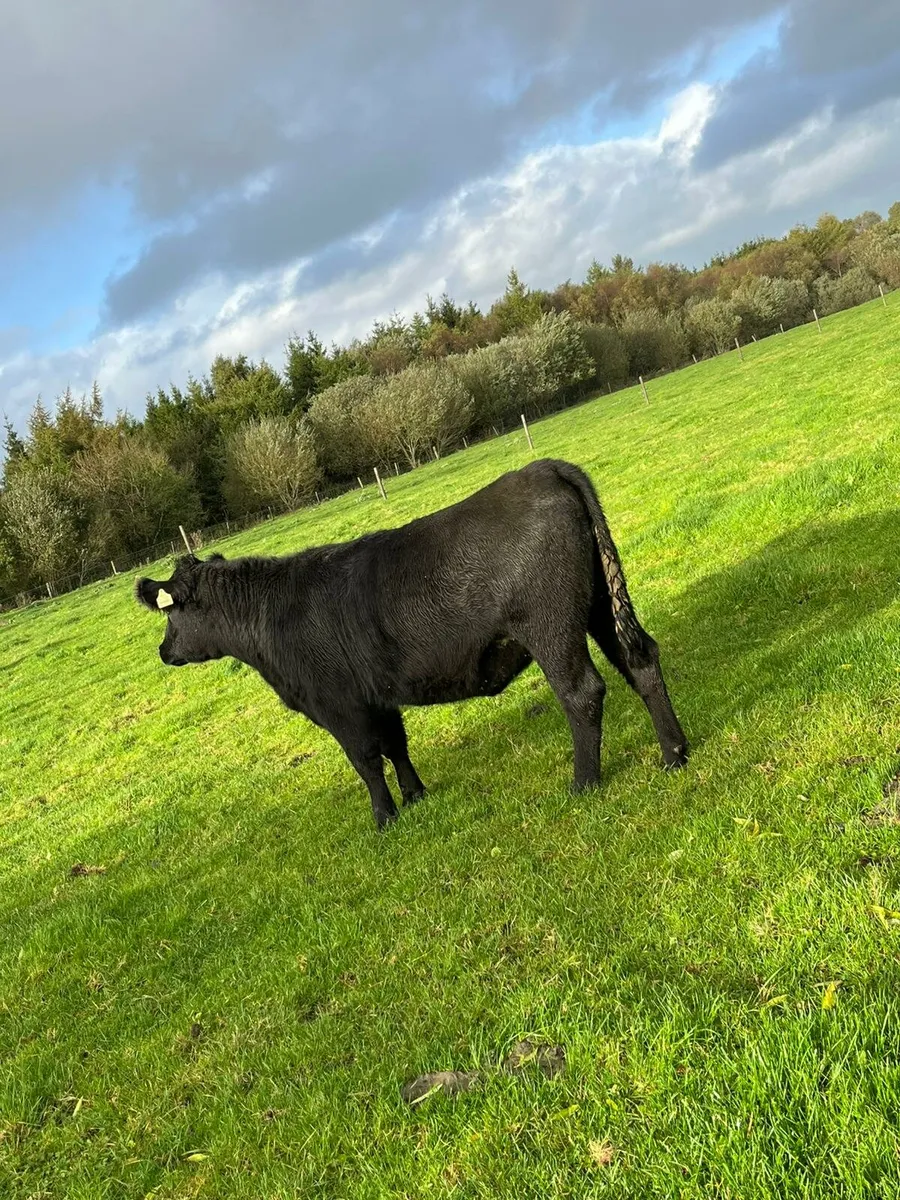 Pedigree angus heifers - Image 3