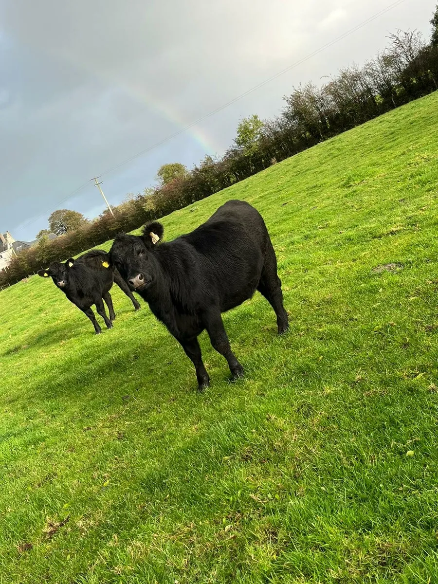 Pedigree angus heifers - Image 1
