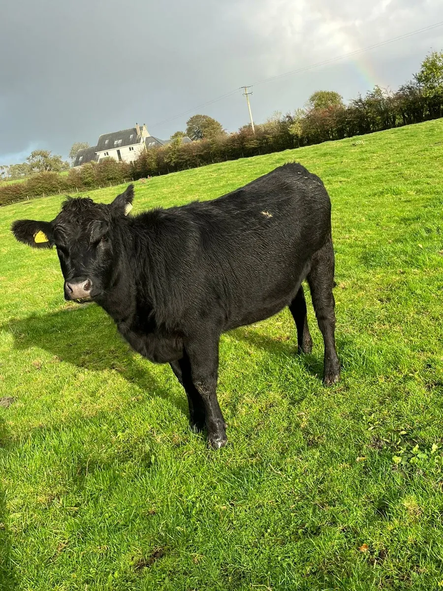 Pedigree angus heifers - Image 4