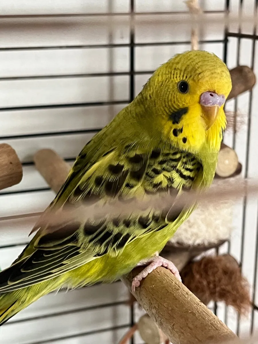 Budgie and cage - Image 1