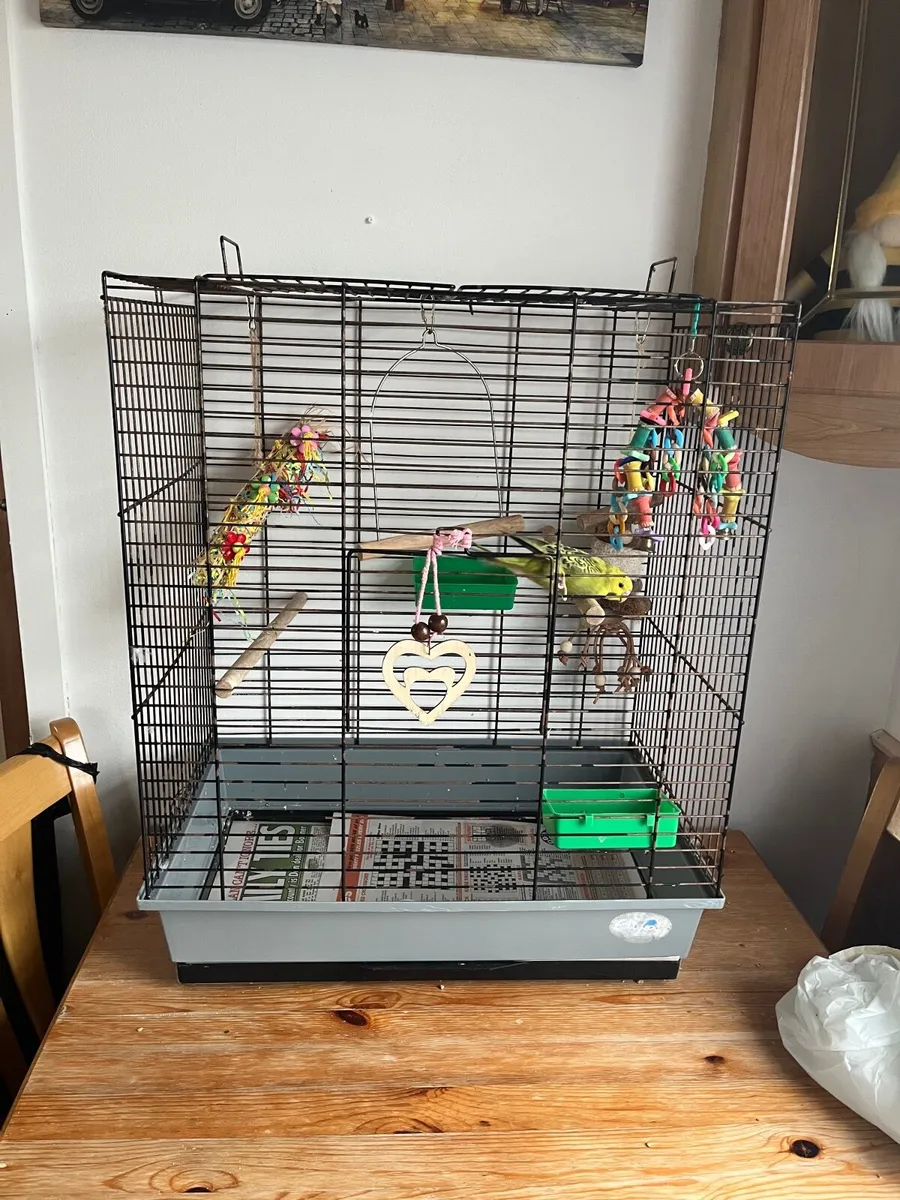 Budgie and cage - Image 2