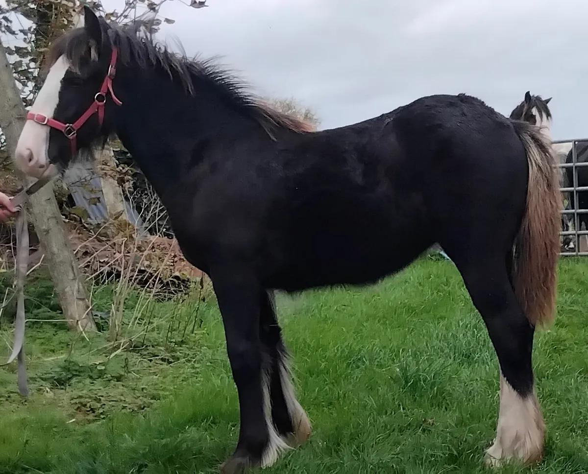 Top class filly foal