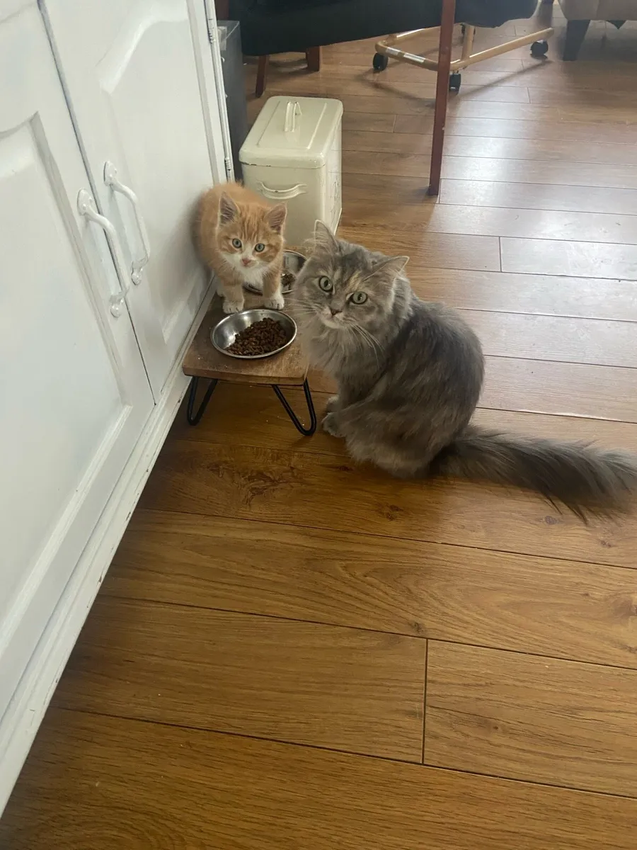 Kitten - Image 3