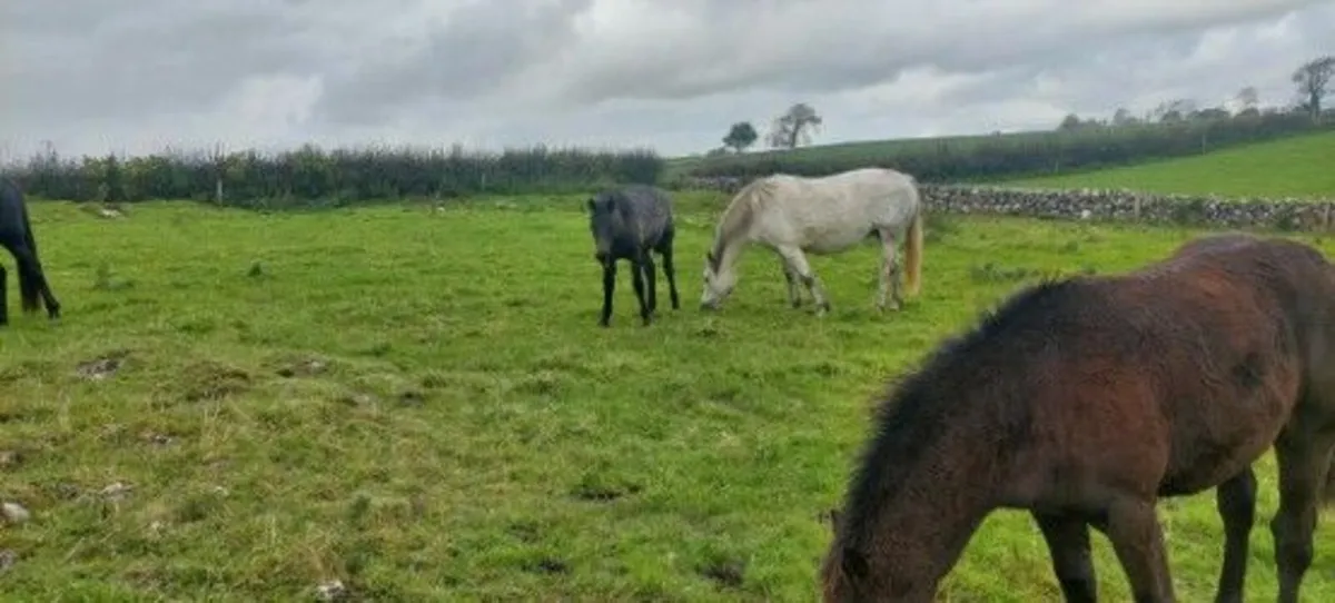 For sale two colts foals preformance breed connies - Image 2