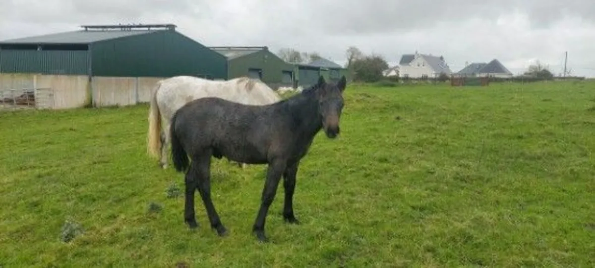 For sale two colts foals preformance breed connies - Image 1