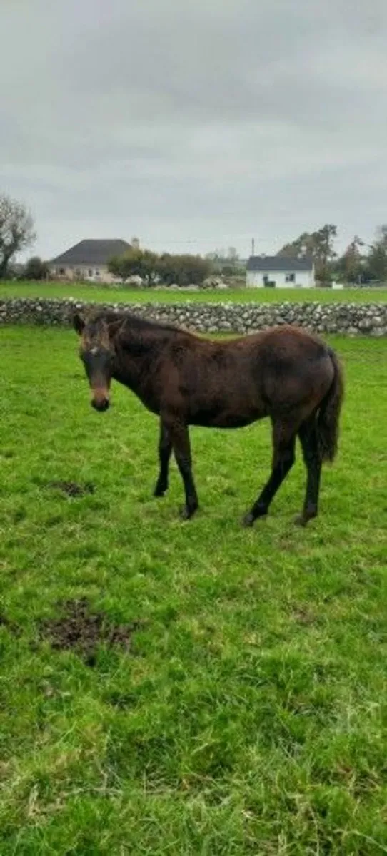 For sale two colts foals preformance breed connies - Image 3