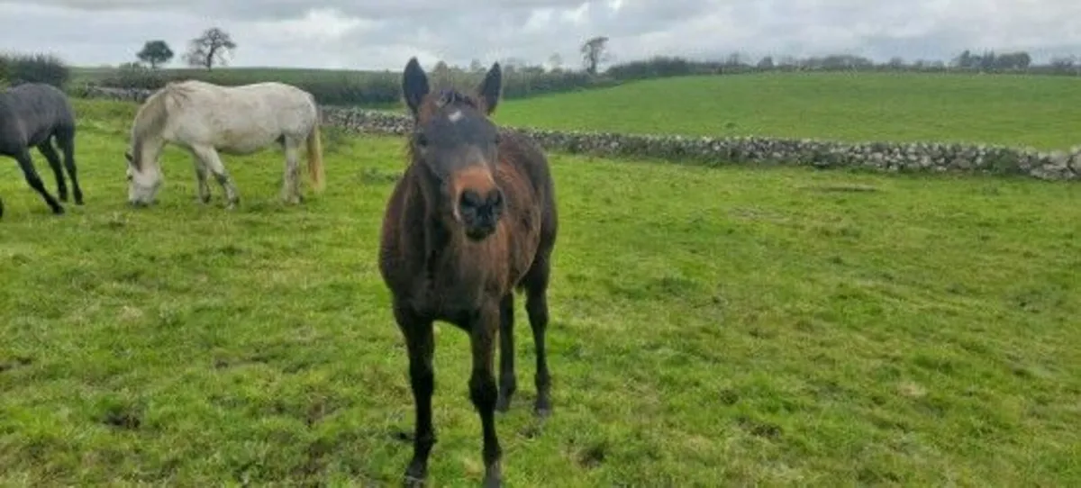 For sale two colts foals preformance breed connies - Image 4