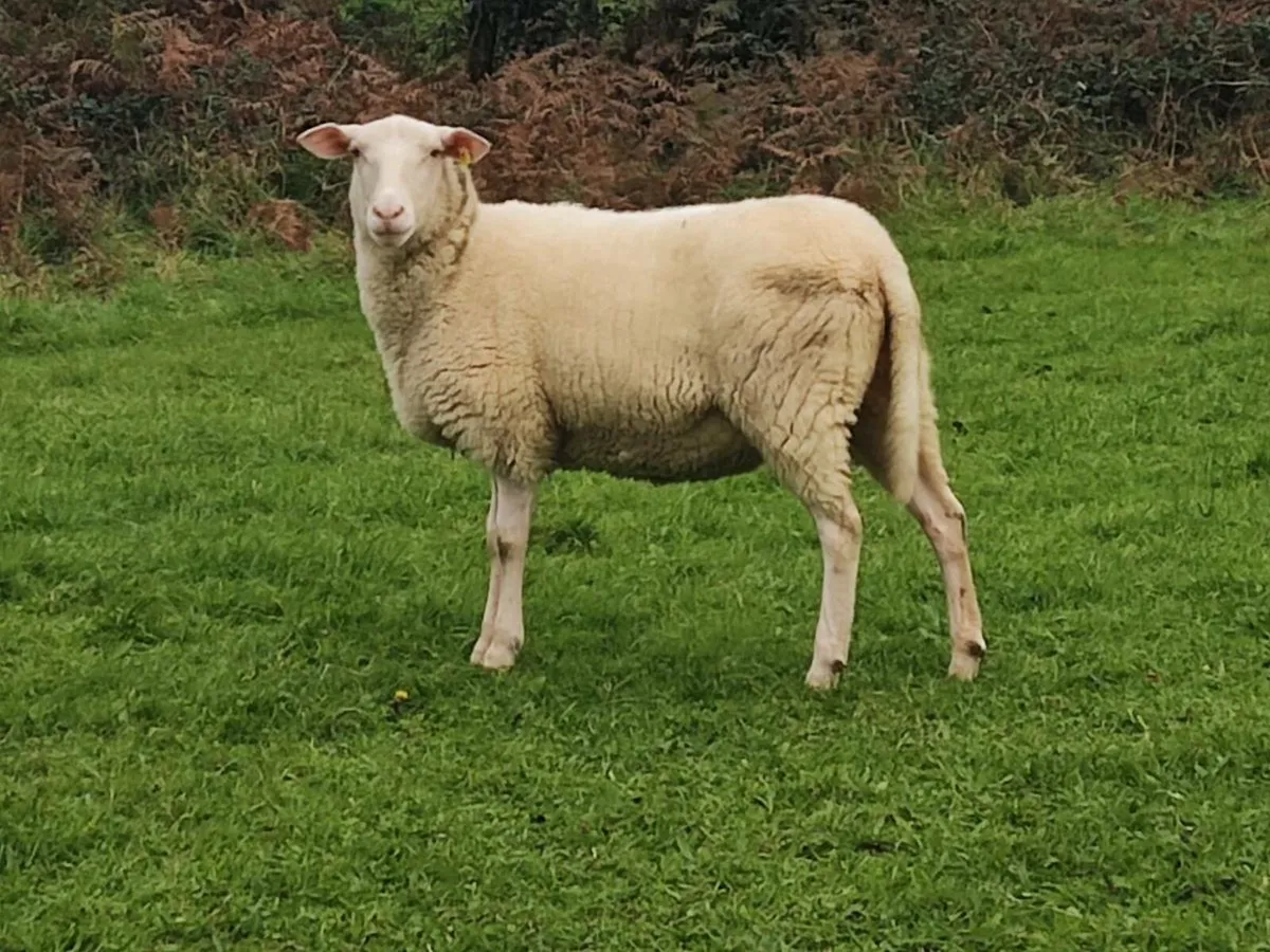 Hogget Ewes - Image 2