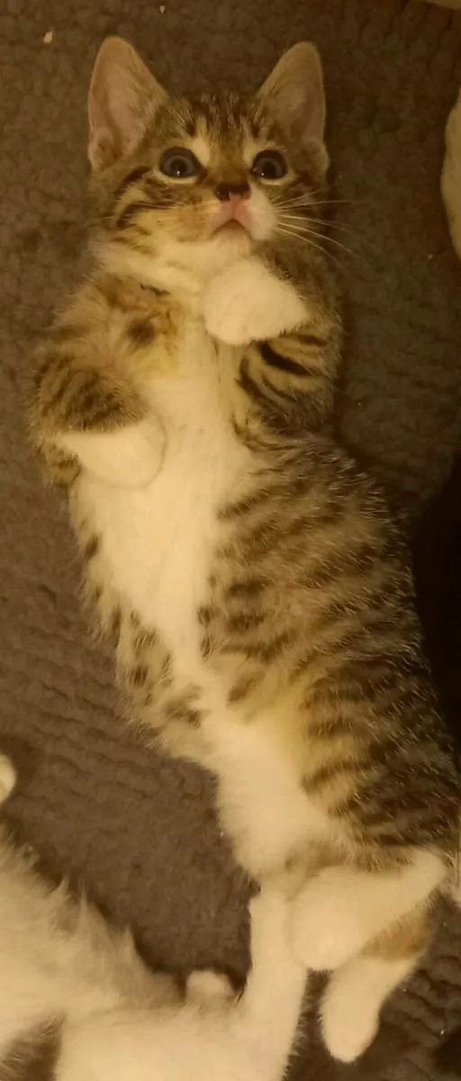 Kittens - Image 1