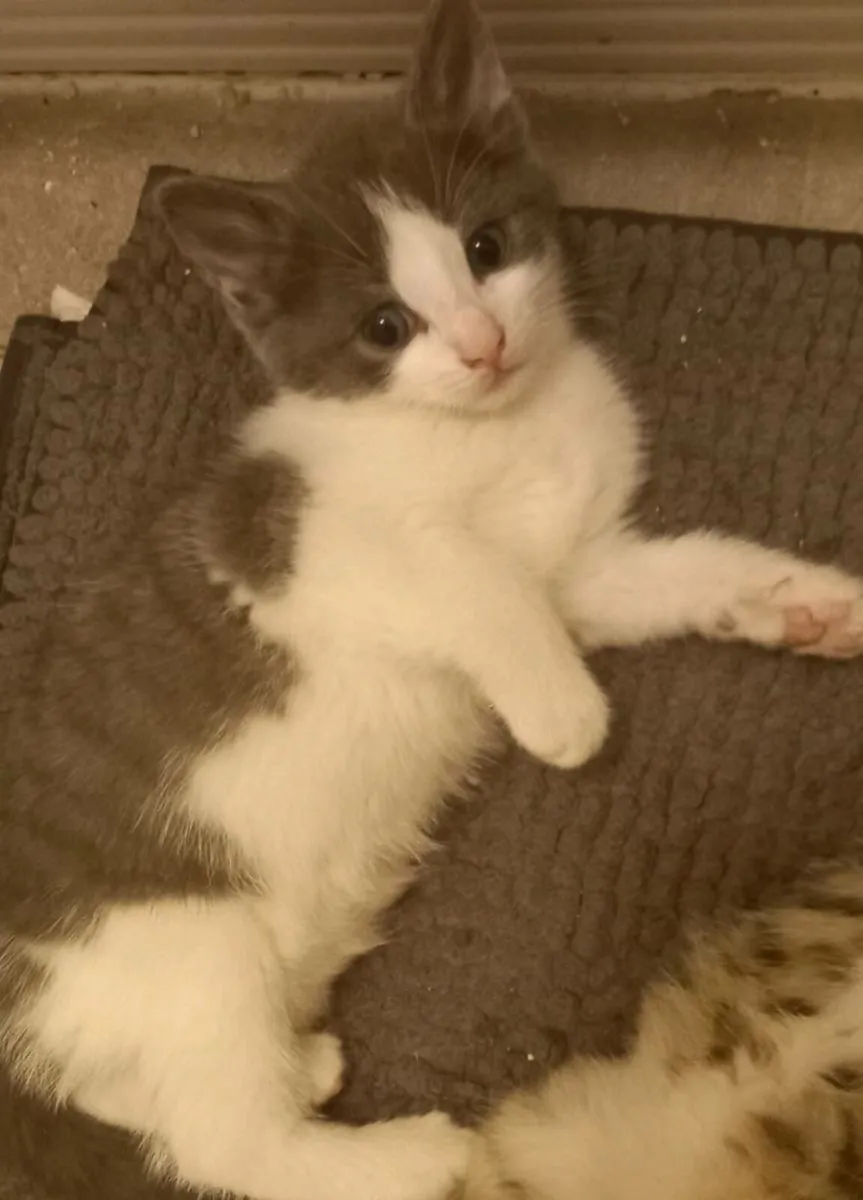 Kittens - Image 3