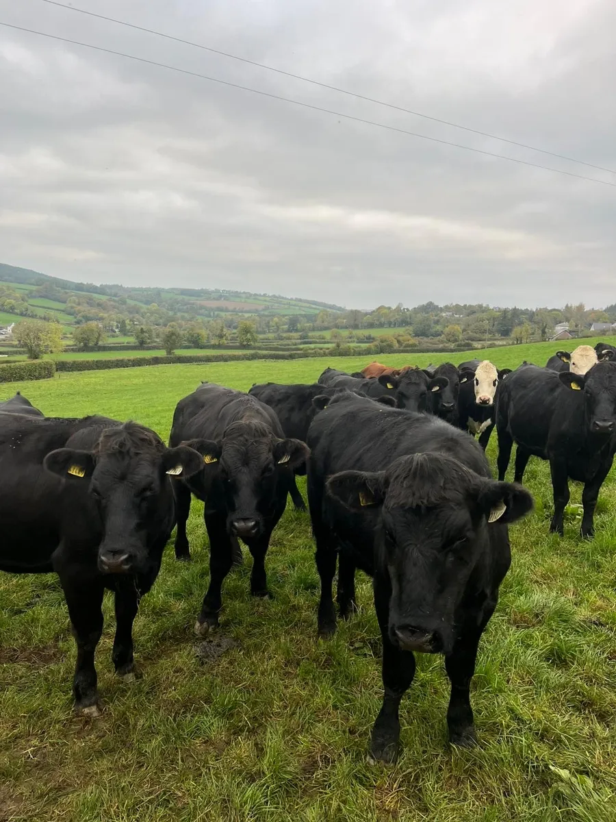 19 Angus heifers 450-500kg - Image 1