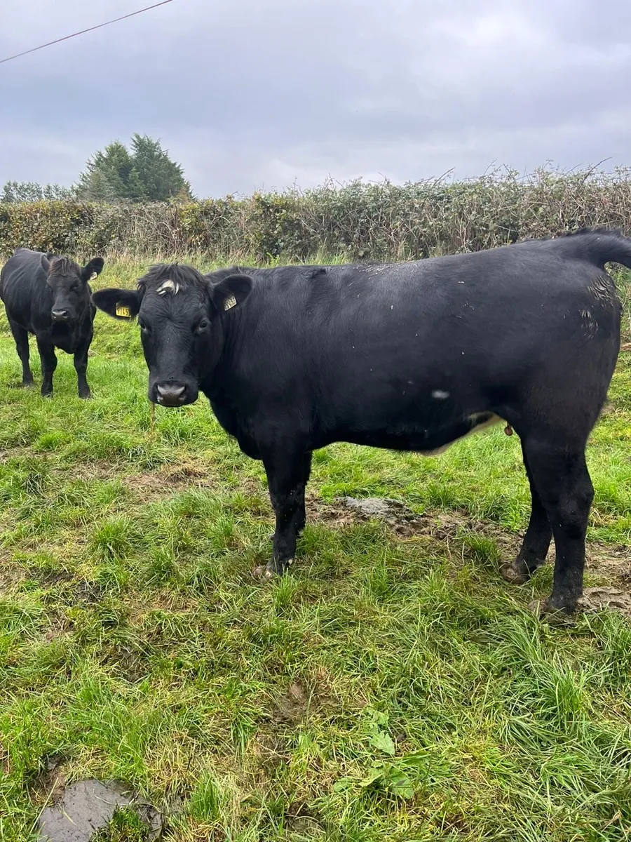 19 Angus heifers 450-500kg - Image 2