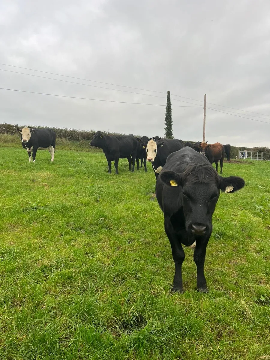 19 Angus heifers 450-500kg - Image 3