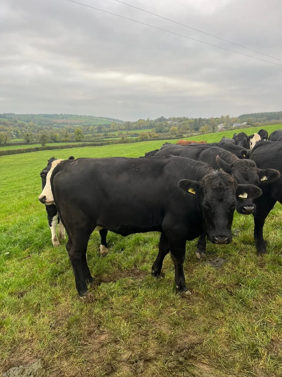 19 Angus heifers 450-500kg - Image 4
