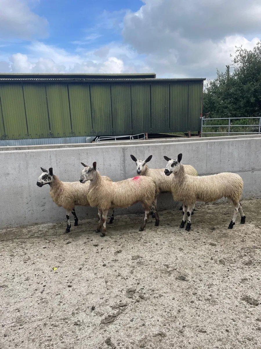 Bluefaced Leicester ewe lambs - Image 1