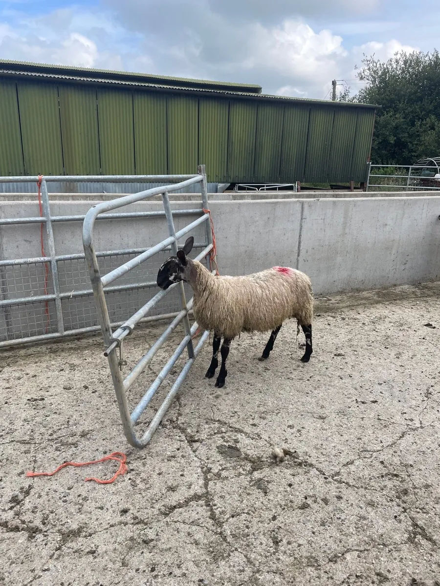 Bluefaced Leicester ewe lambs - Image 2