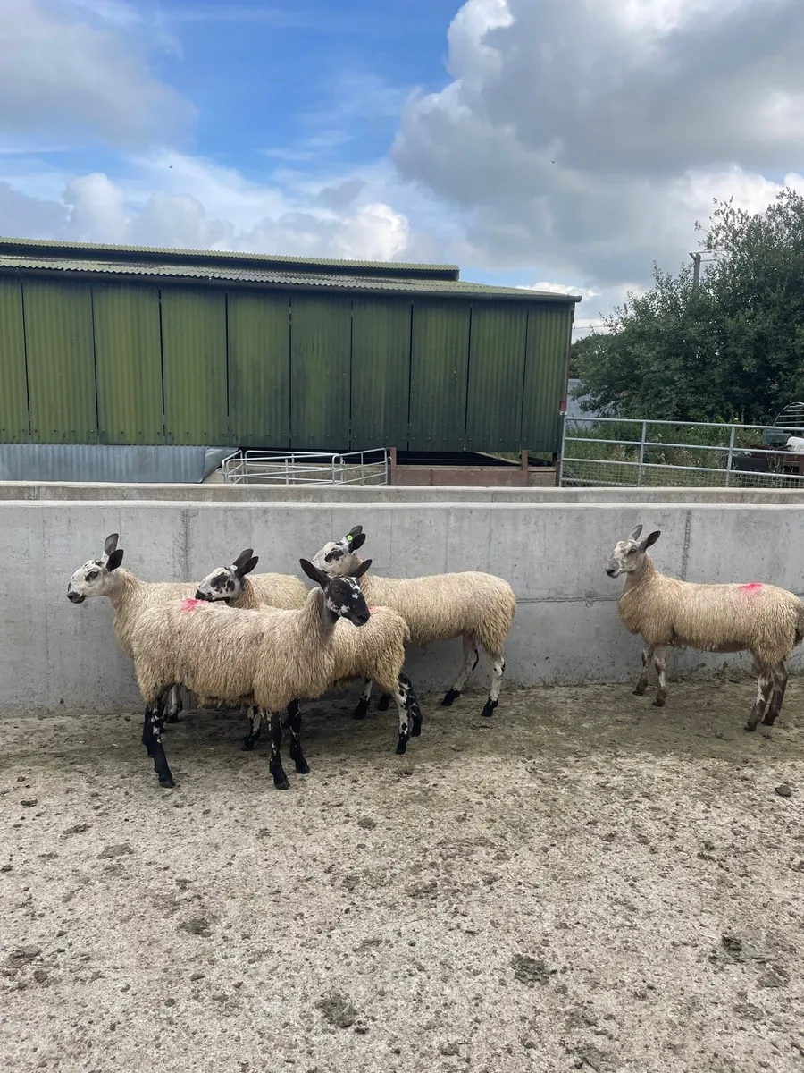 Bluefaced Leicester ewe lambs - Image 3