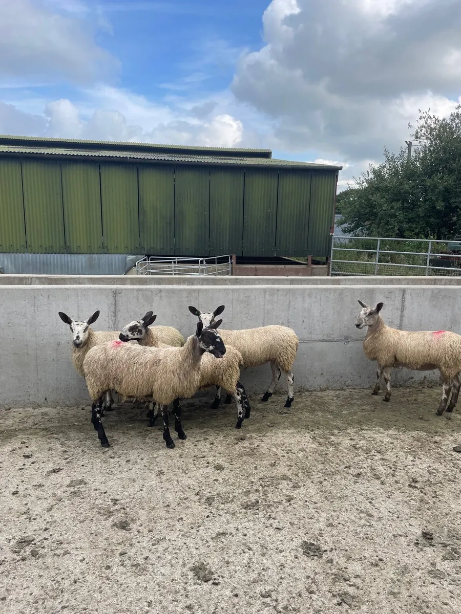 Bluefaced Leicester ewe lambs - Image 4