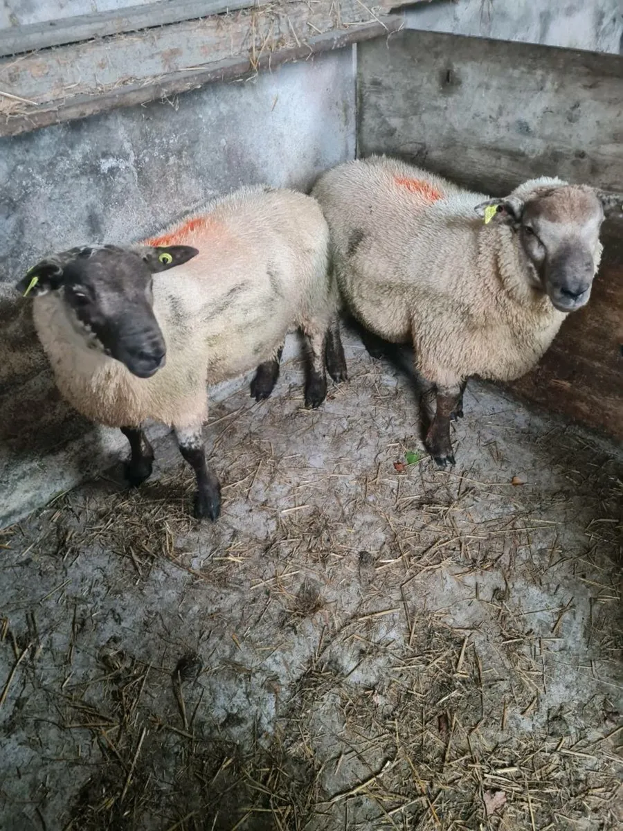 Suftex ram  lambs - Image 1