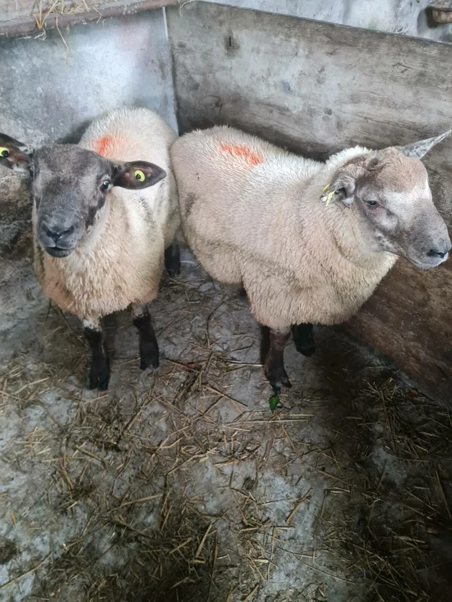 Suftex ram  lambs - Image 2