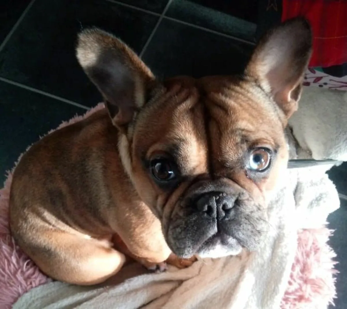 Dog - Image 4