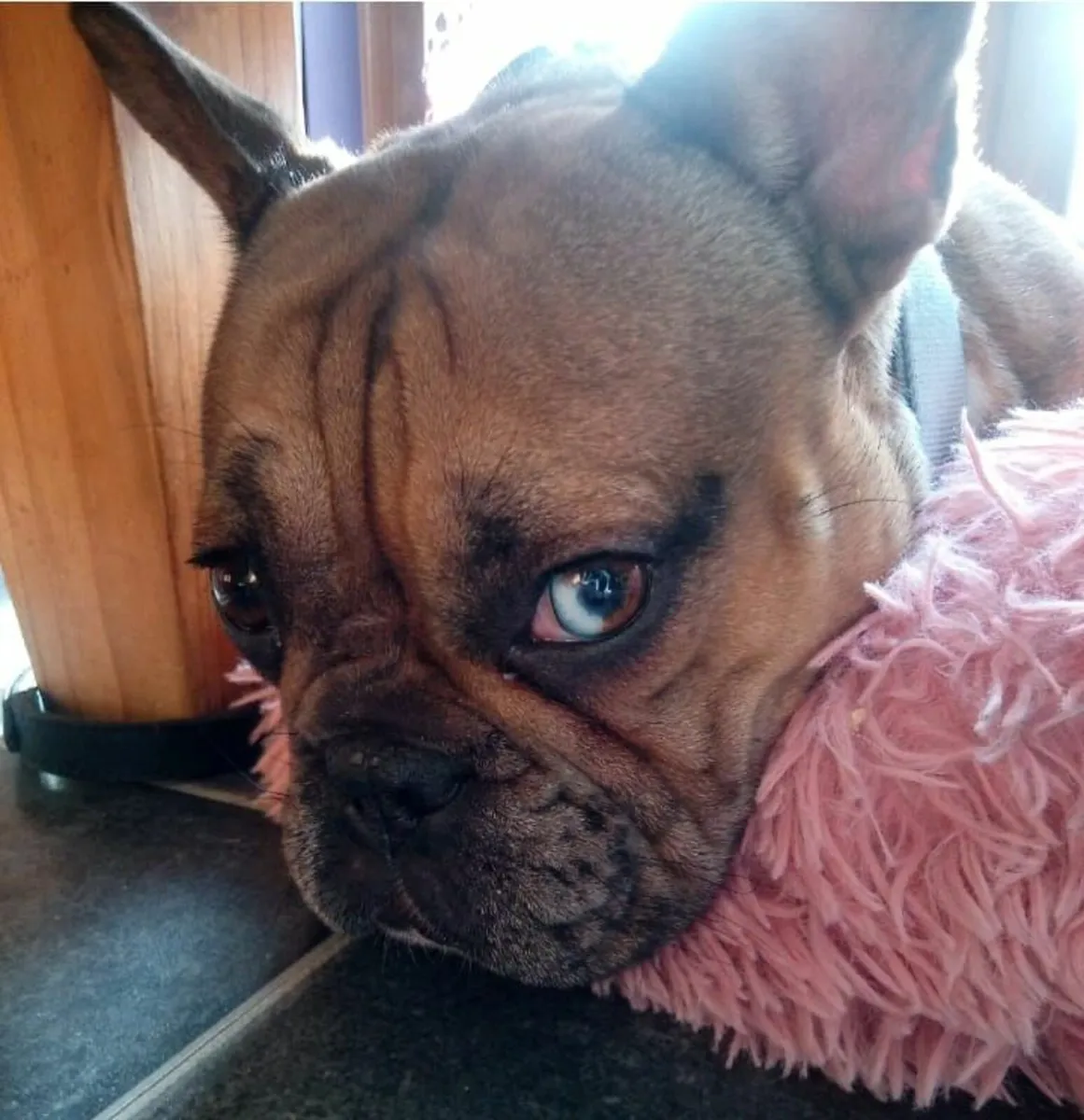 Dog - Image 3