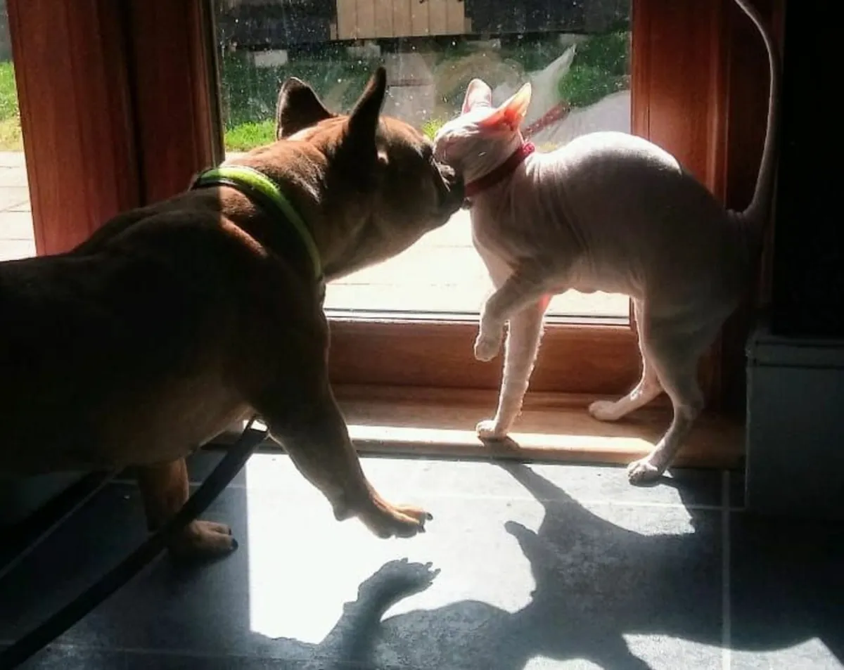 Dog - Image 2