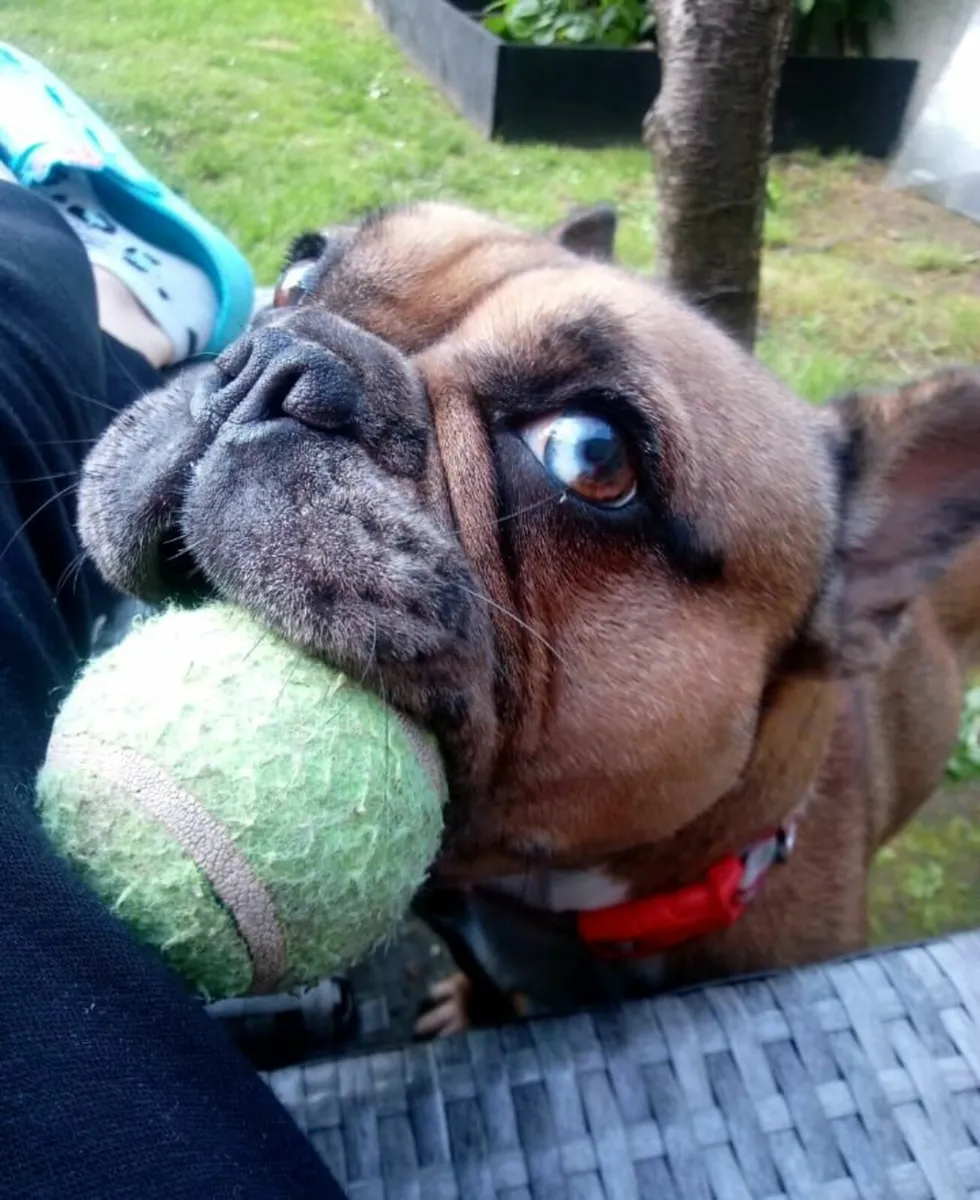 Dog - Image 1