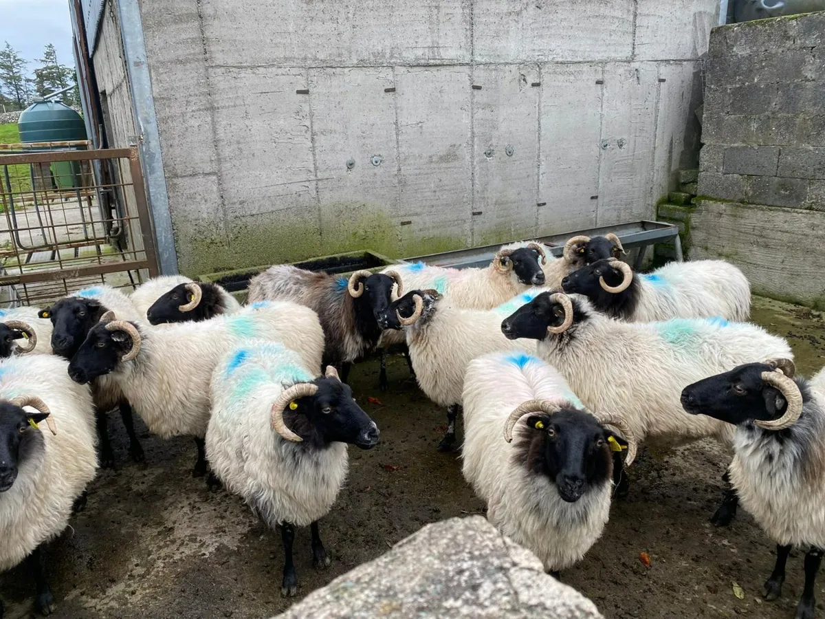 Aged ewes - Image 1