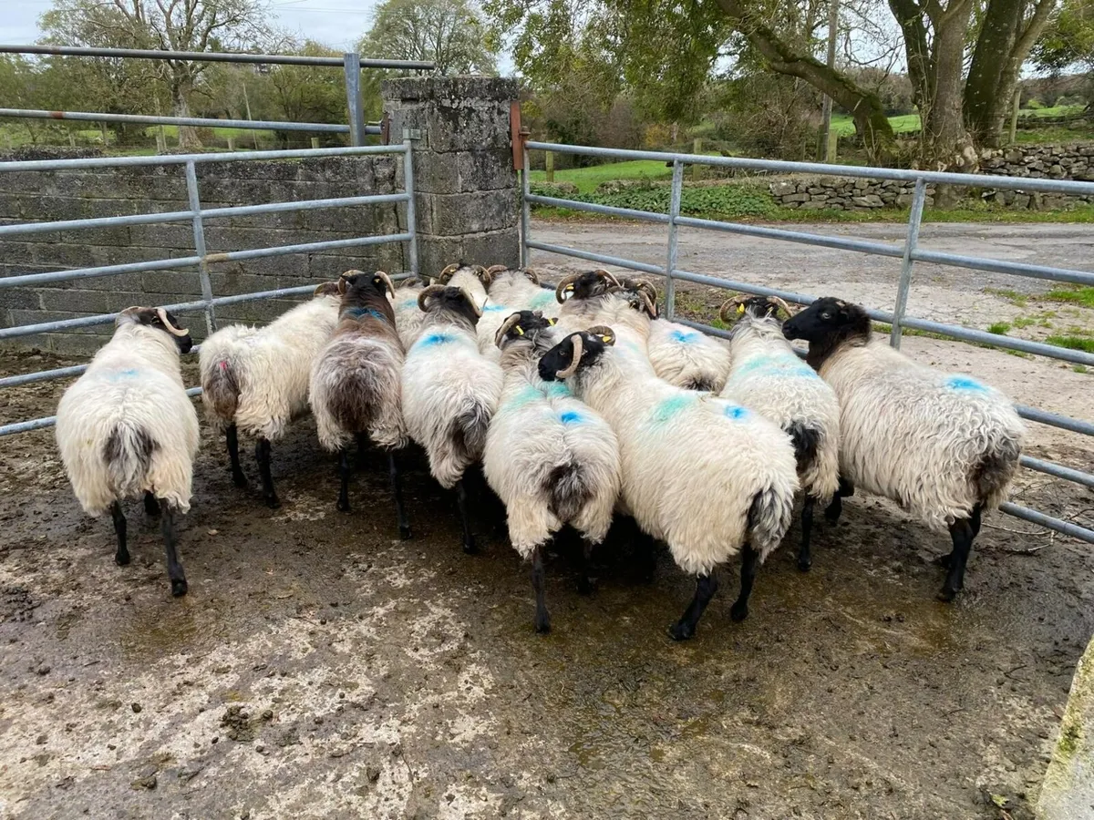 Aged ewes - Image 2