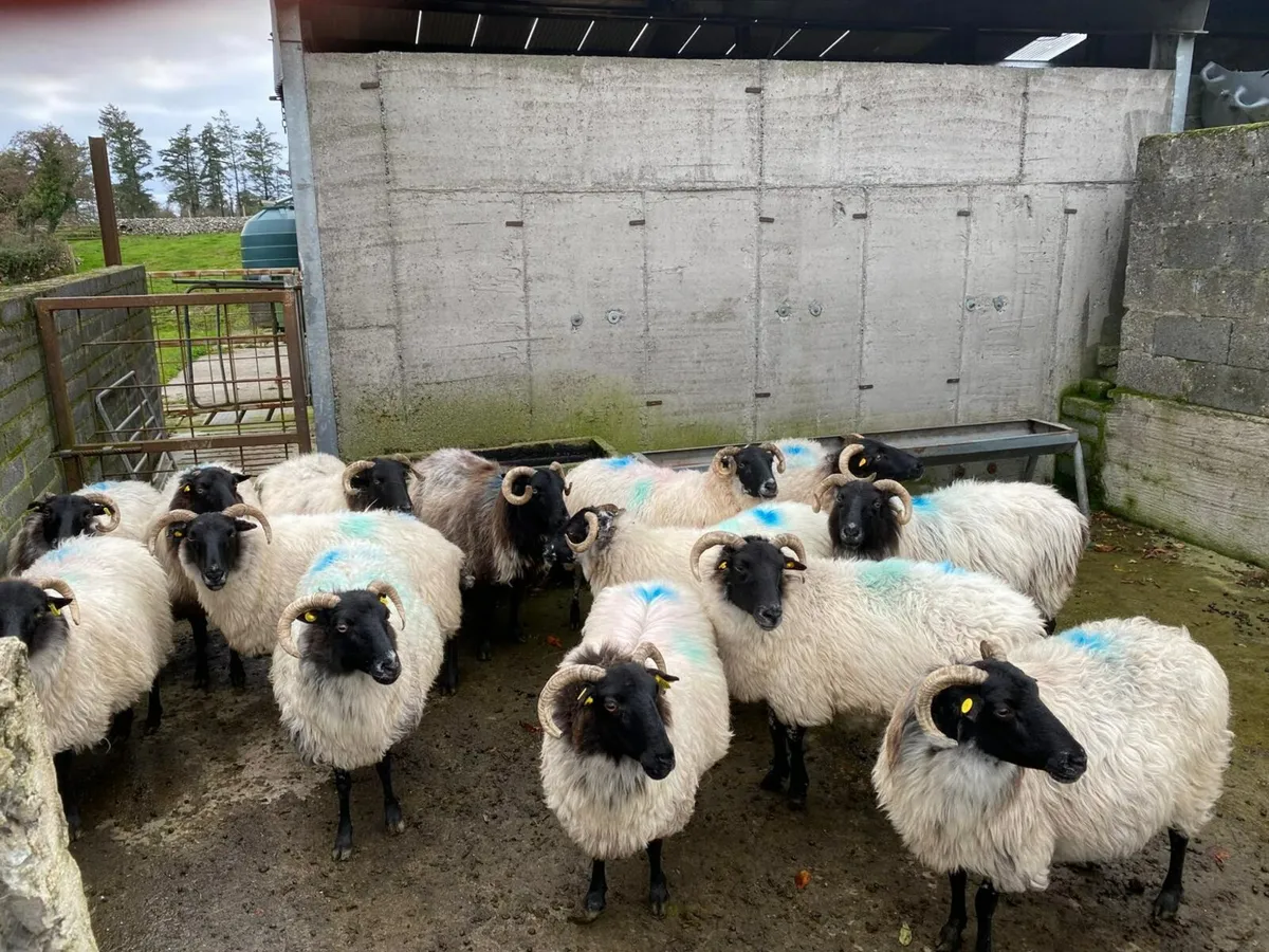 Aged ewes - Image 3