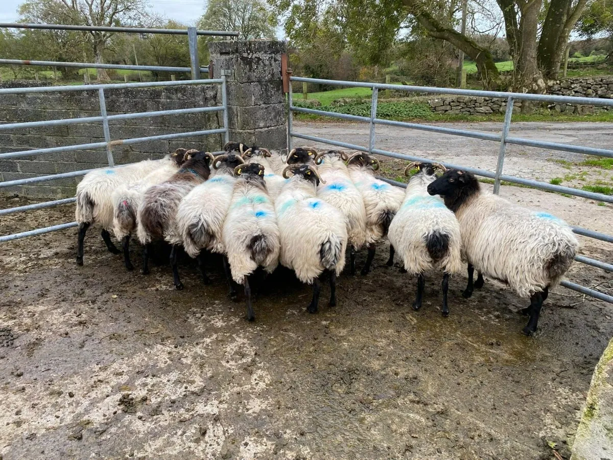 Aged ewes - Image 4