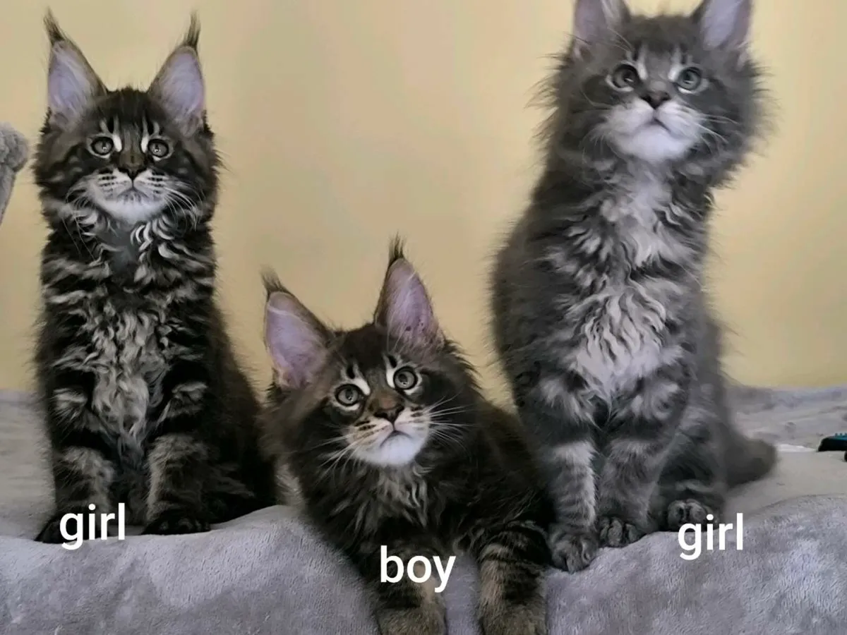 Maine coon kittens for sale - Image 1