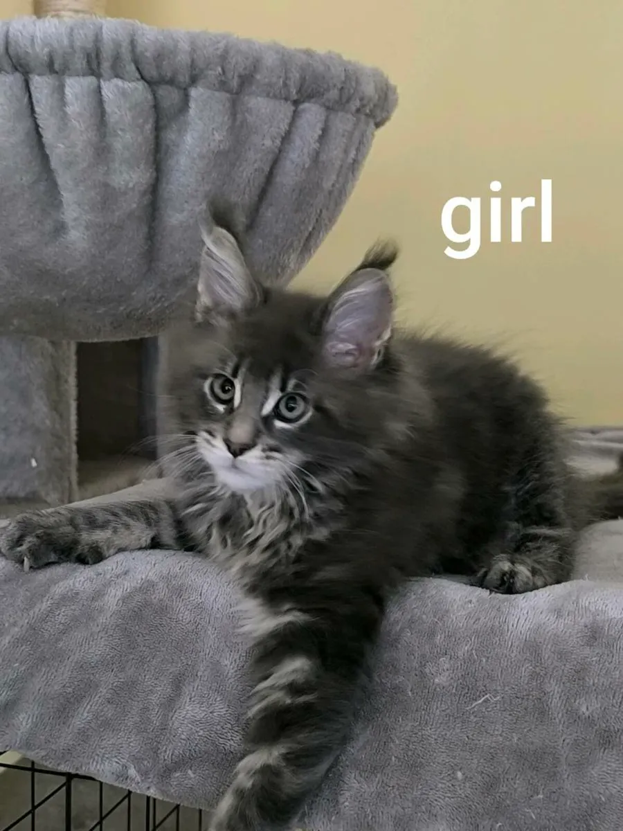 Maine coon kittens for sale - Image 2