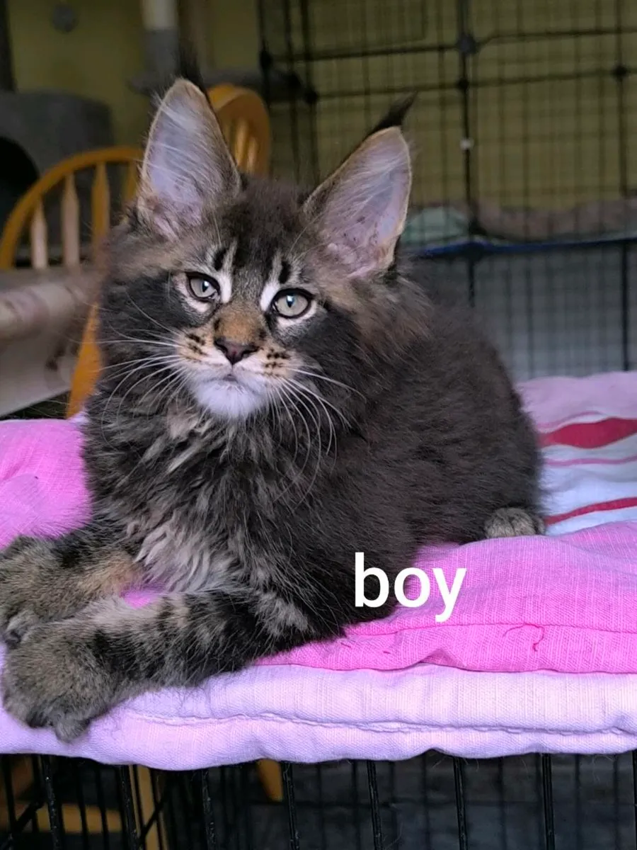 Maine coon kittens for sale - Image 3