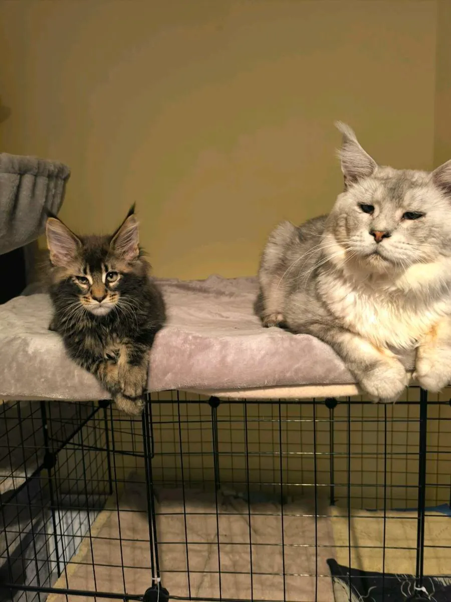 Maine coon kittens for sale - Image 4