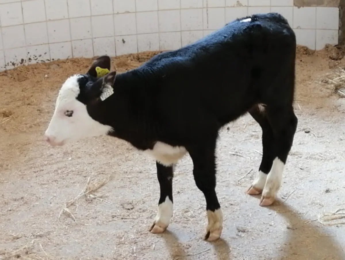 Wanted - Top Quality Suck Calves - Image 1