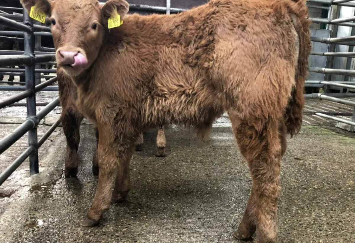 Wanted - Top Quality Suck Calves - Image 2