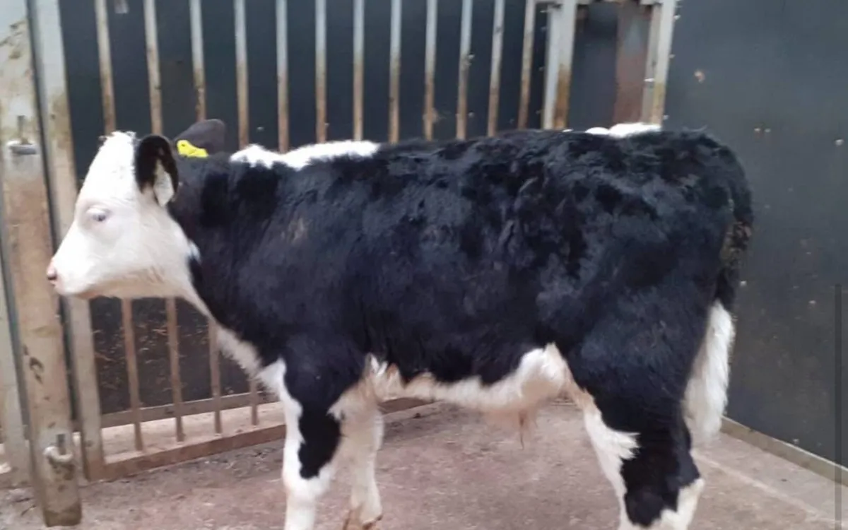 Wanted - Top Quality Suck Calves - Image 3