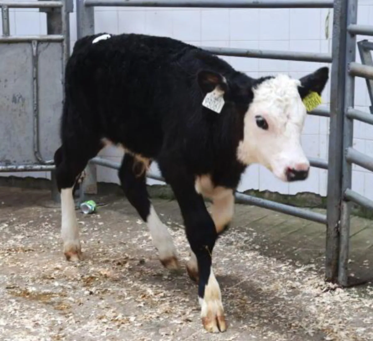 Wanted - Top Quality Suck Calves - Image 4